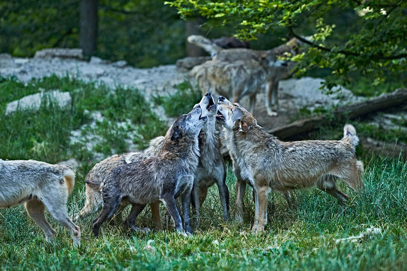 wyldmagazin Bad Mergentheim Taubertal Wolfsgeheul mit Marco Brauns c TMBW Foto Gert Krautbauer 11198