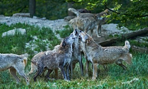 wyldmagazin Bad Mergentheim Taubertal Wolfsgeheul mit Marco Brauns c TMBW Foto Gert Krautbauer 11198